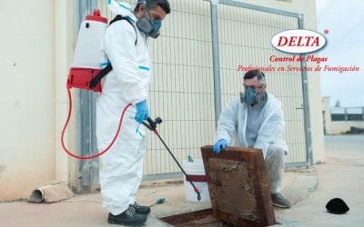 Fumigadores para cucarachas: Descubra los Beneficios de contratar un profesional para tu hogar o negocio