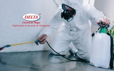 Fumigación para Alacranes: La Solución de Delta Control de Plagas en CDMX